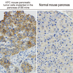 RAS (G12D Mutant) antibody [HL10] (GTX635362)