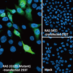 RAS (G12D Mutant) antibody [HL10] (GTX635362)