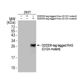 RAS (G12A Mutant) antibody [HL1153] (GTX636434)