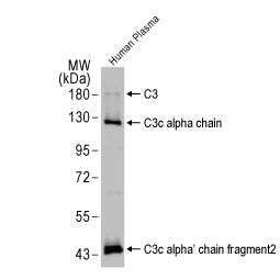 C3 antibody [HL1643] (GTX637224)