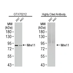 Mre11 antibody [12D7] (GTX70212)