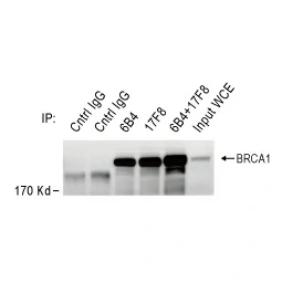 BRCA1 antibody [17F8] - ChIP grade (GTX70111)