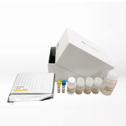 SARS-CoV-2 (COVID-19) Nucleocapsid Protein Sandwich ELISA Kit (GTX535824)