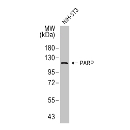 PARP antibody [HL1364] (GTX636804)