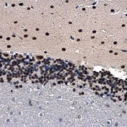 ANP32A antibody [N1C2] (GTX115933)