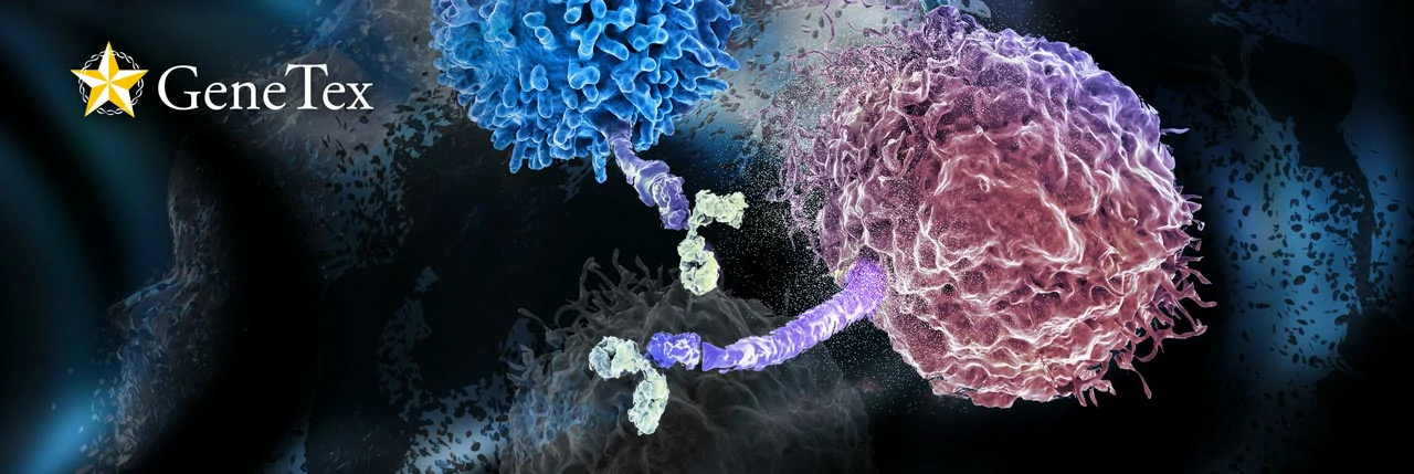 Article Alert: IFNγ-stimulated KAT8-IRF1 Condensates Activate PD-L1 Expression and Promote Immune Evasion