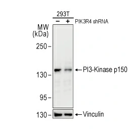 PI3 kinase p150 antibody [C1C3] (GTX108953)