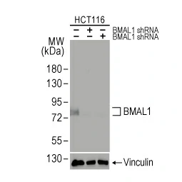BMAL1 antibody [HL2456] (GTX638774) 