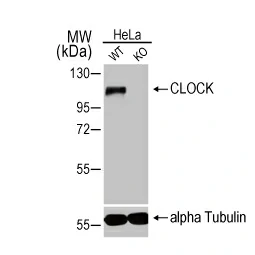 CLOCK antibody [HL1099] (GTX636283)