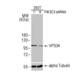 VPS34 antibody [HL2305] (GTX638372)