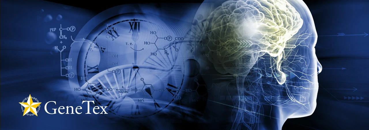 Article Alert: Nuclear Class 3 PI3K is a Key Effector of the Interplay between the Circadian Clock and Nutrient-Sensing Signaling Pathways