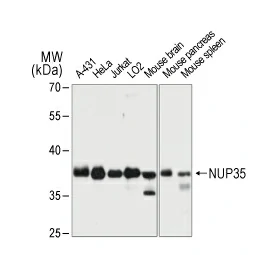 Nup53 antibody (GTX64510)