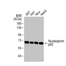 Nucleoporin p62 antibody [HL1226] (GTX636570)