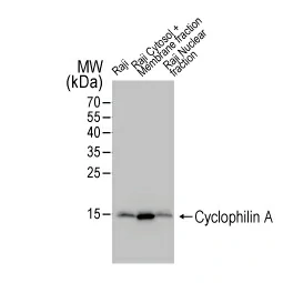 Cyclophilin A antibody [N1C3] (GTX113520)