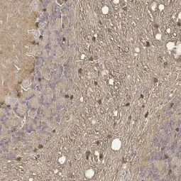 Detection of S100 beta in glial cells in paraffin-embedded mouse cerebellum tissue.