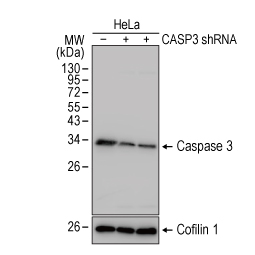 Caspase 3 antibody (GTX110543)