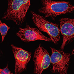 Lamin A + C antibody (GTX101127)