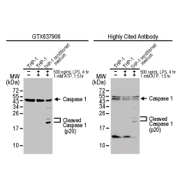 Caspase 1 antibody [HL2005] (GTX637906)