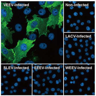 Venezuelan Equine Encephalitis Virus nsP1 antibody [HL1472] (GTX636946)