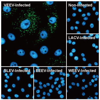 Venezuelan Equine Encephalitis Virus nsP3 antibody [HL1502] (GTX636976)