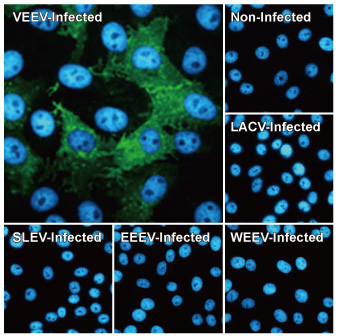 Venezuelan Equine Encephalitis Virus nsP4 antibody [HL1741] (GTX637389)