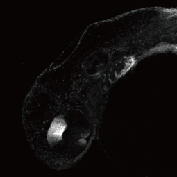 Aldh1a2 antibody (GTX124302)