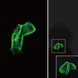 Myl7 antibody (GTX128346)