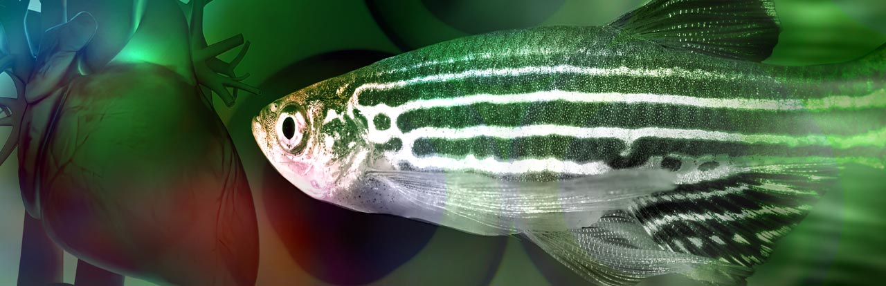 Article Alert: A Transient Epicardial Progenitor Population Orchestrates Zebrafish Heart Regeneration