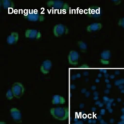 Dengue virus NS3 protein antibody [GT2811] (GTX629477)