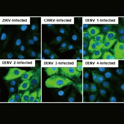 Dengue virus NS3 protein antibody [HL2239] (GTX638284)