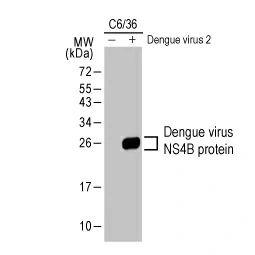 Dengue virus NS4B protein antibody (GTX124250)
