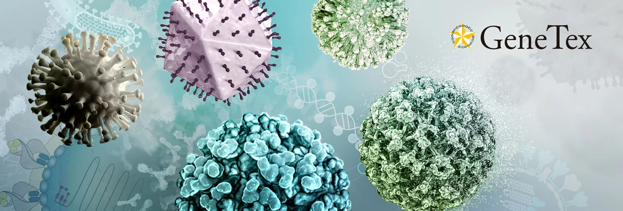 The Antiviral Mechanism of Pan-Serotype DENV Inhibitor JNJ-A07