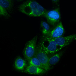 Apolipoprotein E antibody (GTX100053)