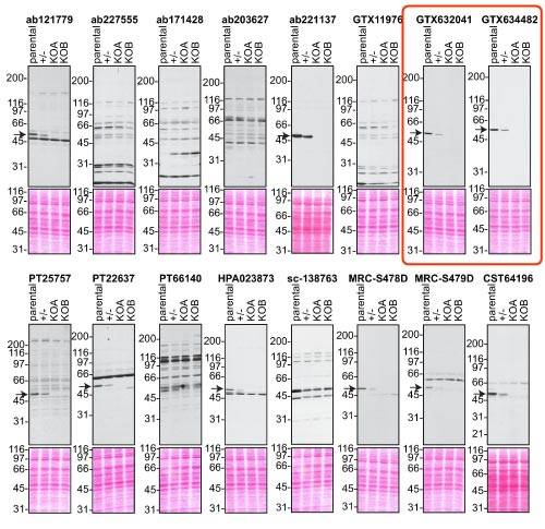 Analysis of C9ORF72 antibodies on C9ORF72 knockout cells by immunoblot