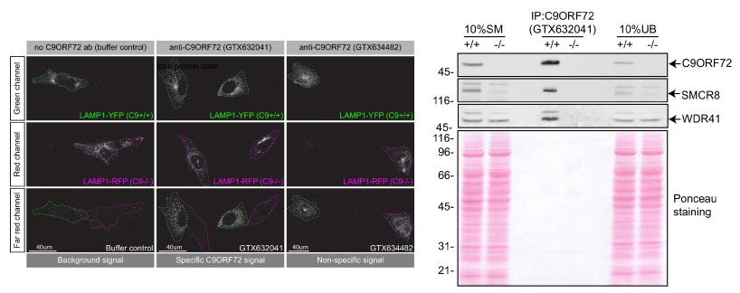 Analysis of C9ORF72 antibody (GTX632041) on C9ORF72 knockout cells by immunofluorescence and immunoprecipitation