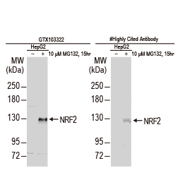 NRF2 antibody [N2C2], Internal (GTX103322)