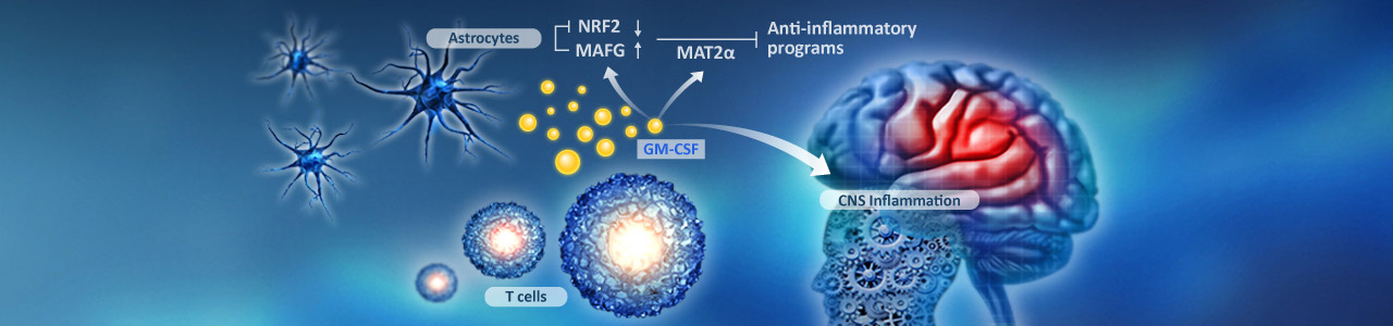 Astrocyte-mediated Neuroinflammation in Multiple Sclerosis Astrocyte-mediated Neuroinflammation in Multiple Sclerosis