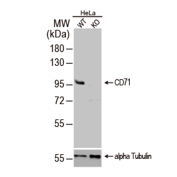CD71 antibody [N2C1] (GTX102596)