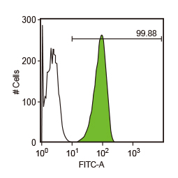 Oct4 antibody [GT486] (GTX627419)