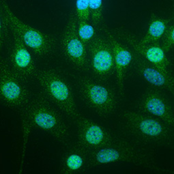 NRF2 antibody [N2C2], Internal (GTX103322) 