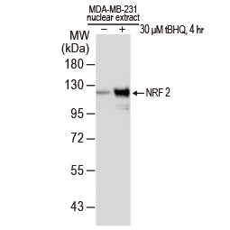NRF2 antibody [N2C2], Internal (GTX103322)