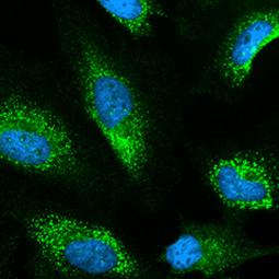 KEAP1 antibody [C1C3] (GTX106142)