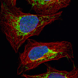 Citrate synthetase antibody [N2C3] (GTX110624)