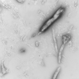 TEM of human tau (K18) protein, mutant P301L (active, preformed fibrils) (GTX17675-pro) shows typical fibrillar structure.