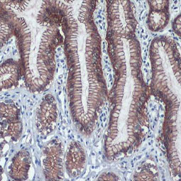 beta Catenin antibody - VetSignal™ (GTX134941)
