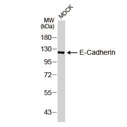 WB of the canine cell line MDCK with E-Cadherin antibody – VetSignal™ (GTX135001)
