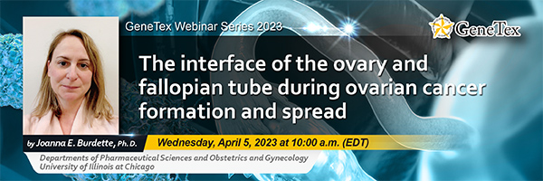 The interface of the ovary and fallopian tube during ovarian cancer formation and spread