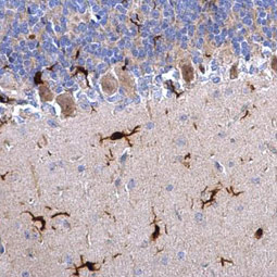 Iba1 antibody (GTX100042)