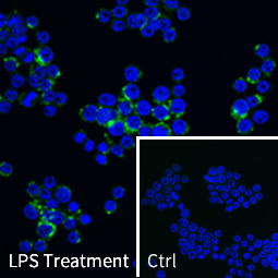 TNF alpha antibody (GTX110520) 