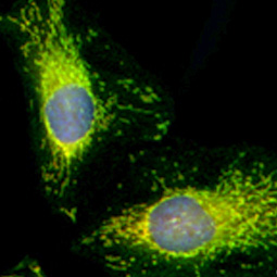 FIS1 antibody (GTX111010) 